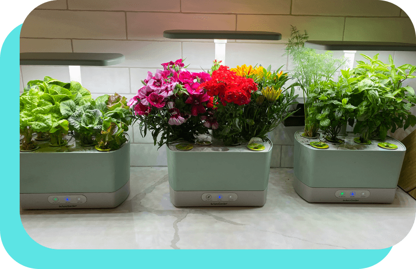 Three flower pots with flowers in them on a counter.