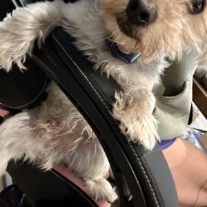 A small dog with shaggy fur, known as Tiktac, is perched on the armrest of a chair, looking at the camera. Tiktac's front paws are resting on the armrest, and its back paws are partially on a person's lap.