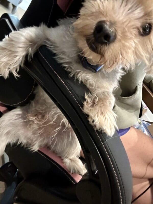 A small dog with shaggy fur, known as Tiktac, is perched on the armrest of a chair, looking at the camera. Tiktac's front paws are resting on the armrest, and its back paws are partially on a person's lap.